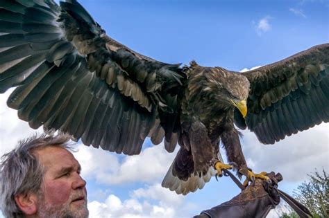 Eagles Flying County Sligo