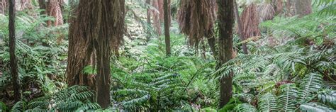 Eden Garden Kingsland & Mt Eden