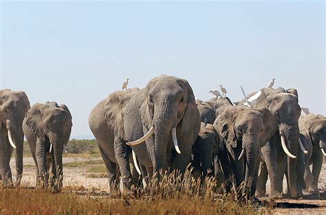 Elephant Research Camp Amboseli National Park