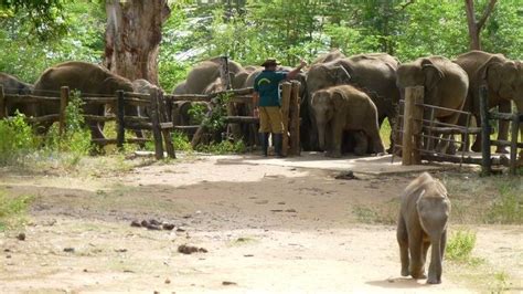 Elephant Transit Home Uda Walawe National Park