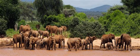 Endangered Species Enclosure Laikipia Plateau