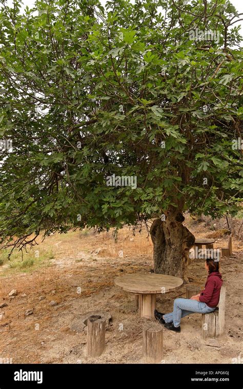 Fig Tree Courtyard Upper Galilee & Golan