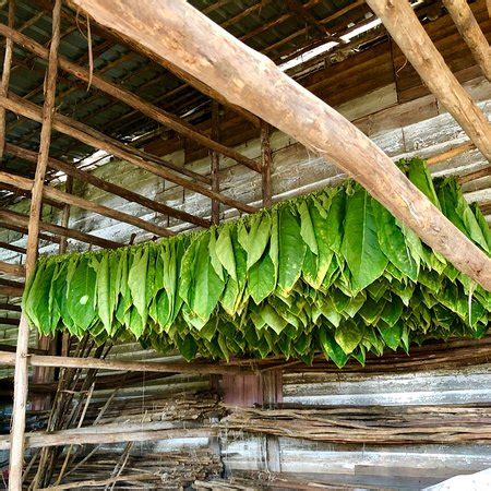 Finca El Pinar (Robaina Tobacco Plantation) Pinar Del Río Province