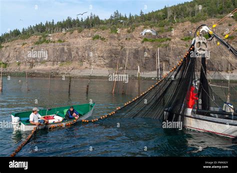 Fishing Weirs New Brunswick