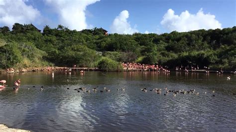 Flamingo Pond British Virgin Islands
