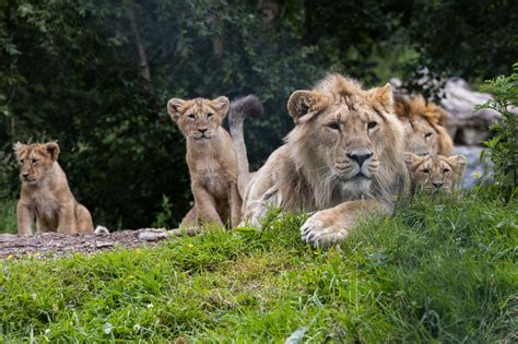 Fota Wildlife Park County Cork