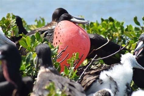 Frigate Bird Sanctuary Antigua & Barbuda