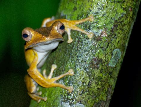 Frog Pond Sarawak