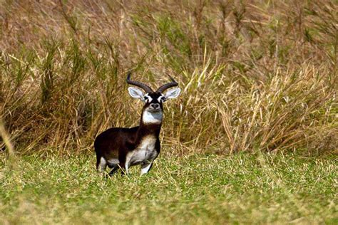 Gambela National Park Western Ethiopia