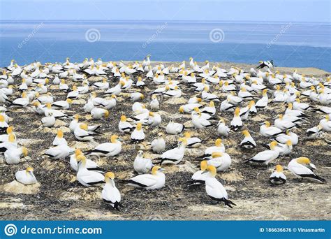 Gannet Colony Hawke'S Bay