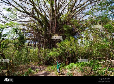 Giant Banyan Tanna