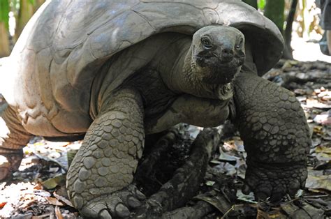 Giant Tortoise Farm Praslin