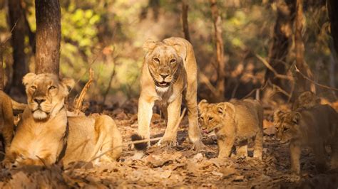 Gir National Park Gujarat & Diu