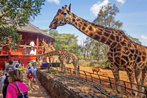 Giraffe Centre Nairobi