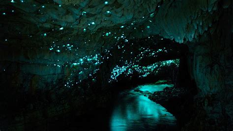 Glowworm Cave Waikato & The Coromandel Peninsula
