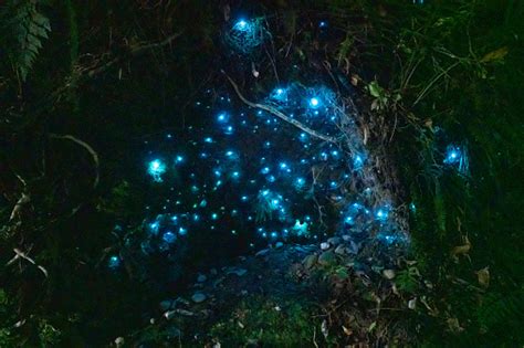 Glowworm Dell The West Coast