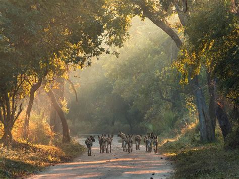 Gorongosa National Park Mozambique