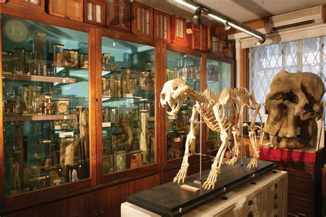 Grant Museum of Zoology The West End