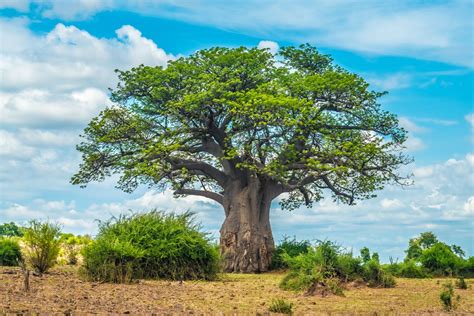 Green’s Baobab Botswana