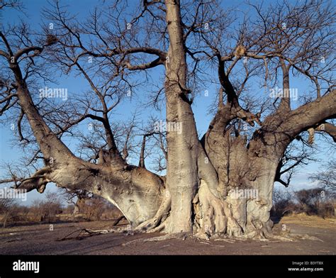 Grootboom Namibia