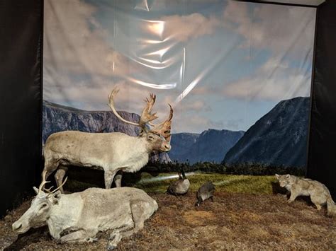Gros Morne Wildlife Museum Gros Morne National Park