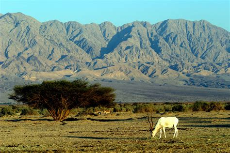 Hai-Bar Yotvata Nature Reserve The Negev