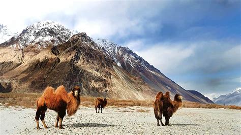 Hemis National Park Ladakh