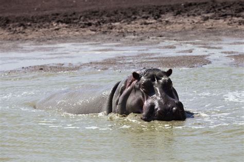 Hippo Pool Nairobi