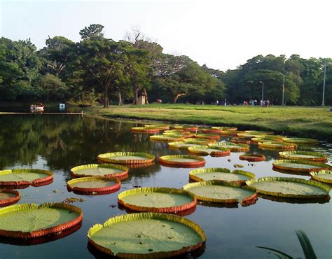 Horticultural Gardens Kolkata (Calcutta)