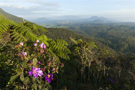 Horton Plains National Park The Hill Country