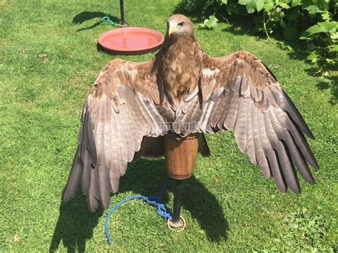 International Centre for Birds of Prey Oxford & The Cotswolds