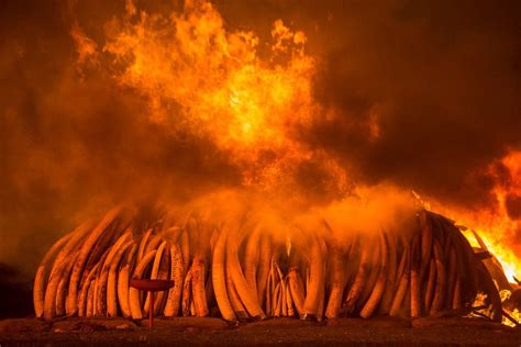 Ivory-burning Site Nairobi