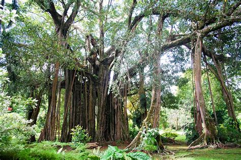 Jardins Botaniques Around Tahiti Nui