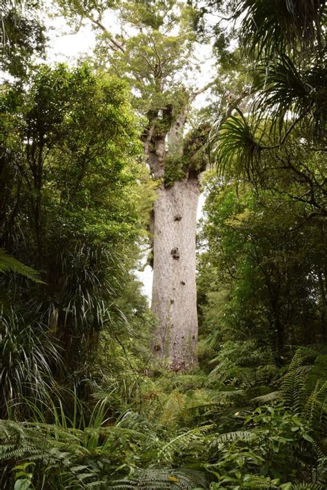 Kauri Reserve Vanuatu