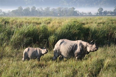 Kaziranga National Park Assam