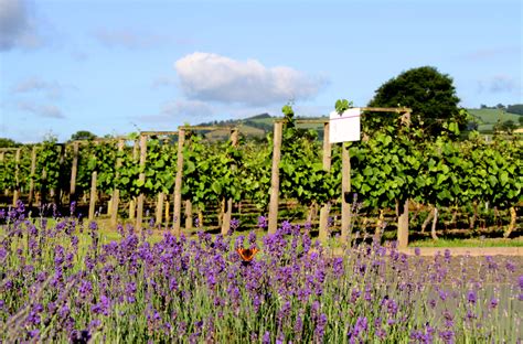 Kerry Vale Vineyard Shropshire