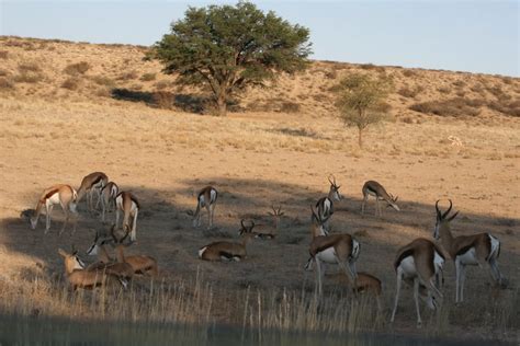 Kgalagadi Transfrontier Park Botswana