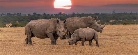 Khama Rhino Sanctuary Botswana