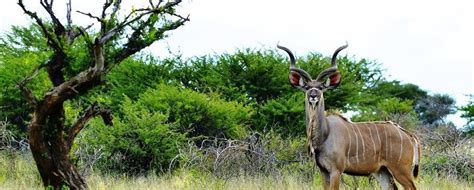 Khutse Game Reserve Botswana