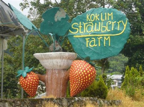 Kok Lim Strawberry Farm Cameron Highlands