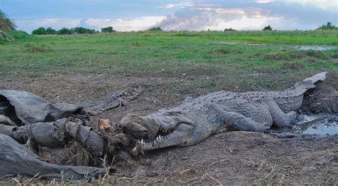 Krokavango Crocodile Farm Okavango Delta