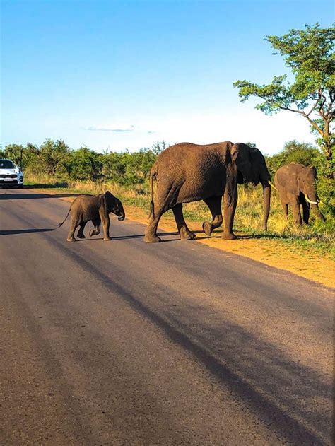 Kruger National Park South Africa