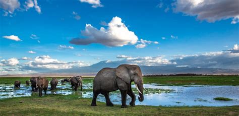 Lake Amboseli Amboseli National Park