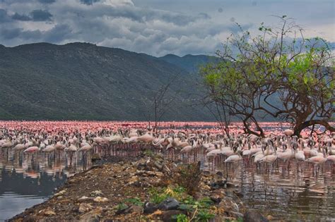 Lake Bogoria National Reserve Southern Rift Valley