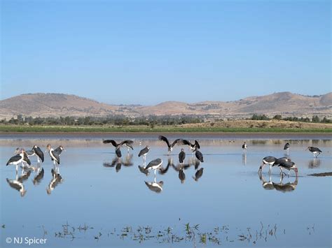 Lake Chelekleka Eastern Ethiopia