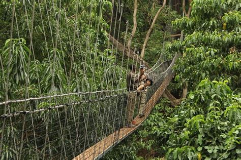 Lake Manyara Treetop Walkway Lake Manyara National Park
