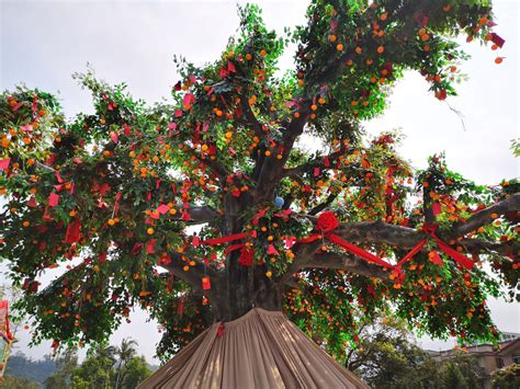 Lam Tsuen Wishing Tree New Territories