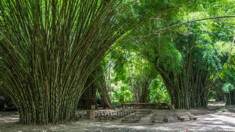 Lancetilla Botanical Garden & Research Center Honduras
