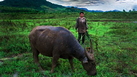 Laos Buffalo Dairy