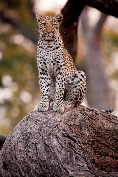 Leopard Rock Chobe National Park